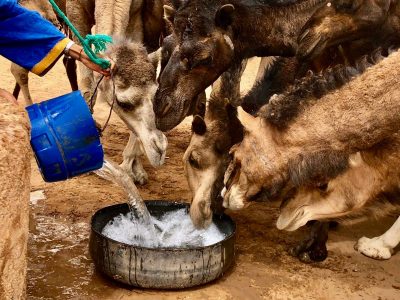 56907775_1452255498244610_6169715675980890112_o-1